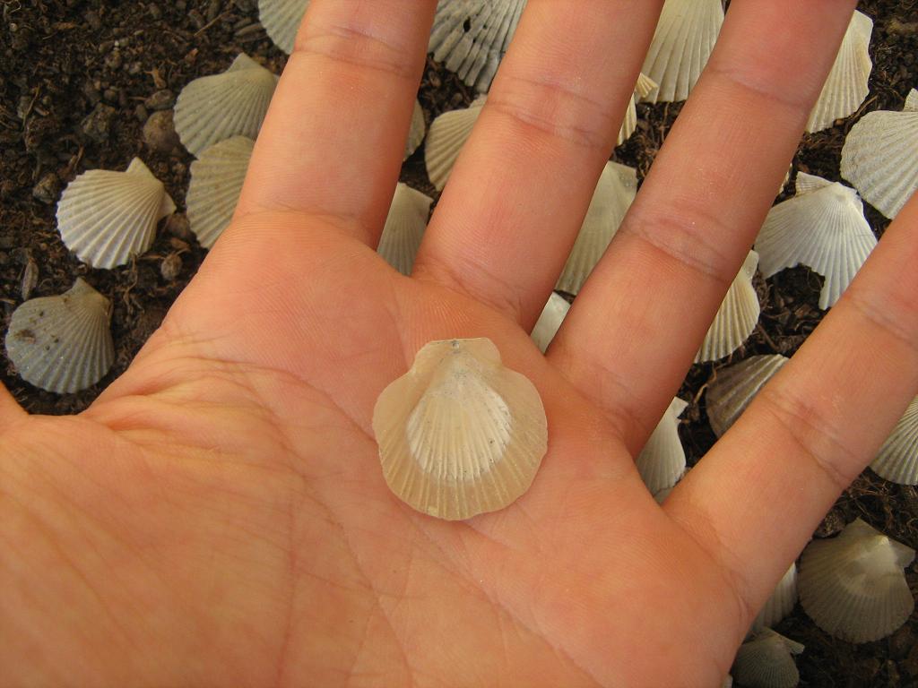 Pecten minuscoli